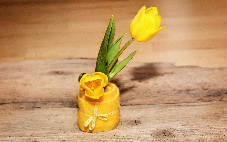 Anlage holz blume blütenblatt