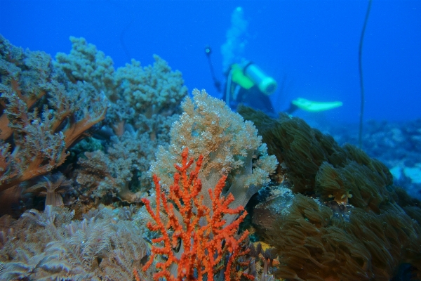 Sea ocean underwater biology Photo