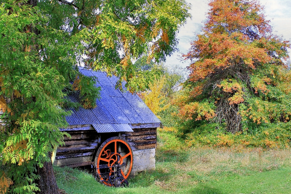 Paesaggio albero foresta all'aperto