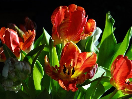 Foto Pianta fiore petalo tulipano