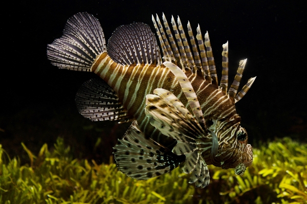 Wing underwater tropical biology Photo