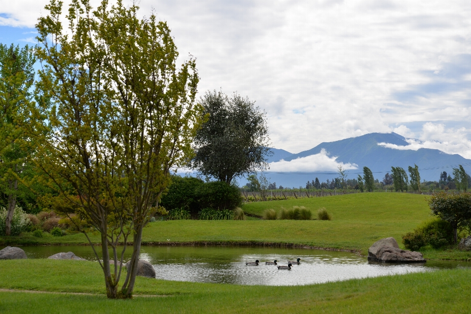 Lanskap pohon alam rumput