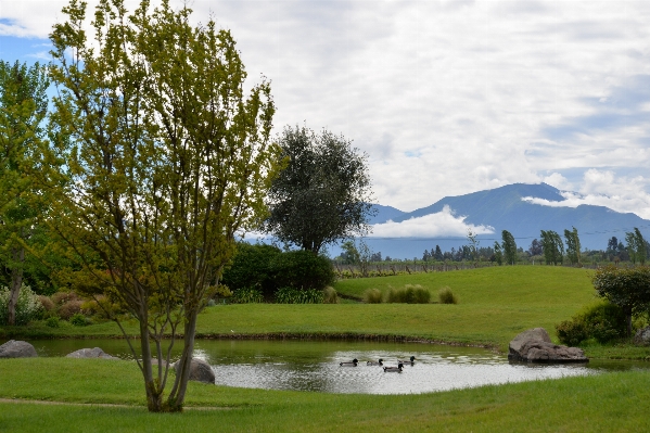 Landscape tree nature grass Photo