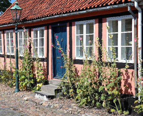 House flower window building Photo