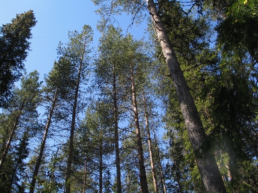 Tree nature forest wilderness Photo