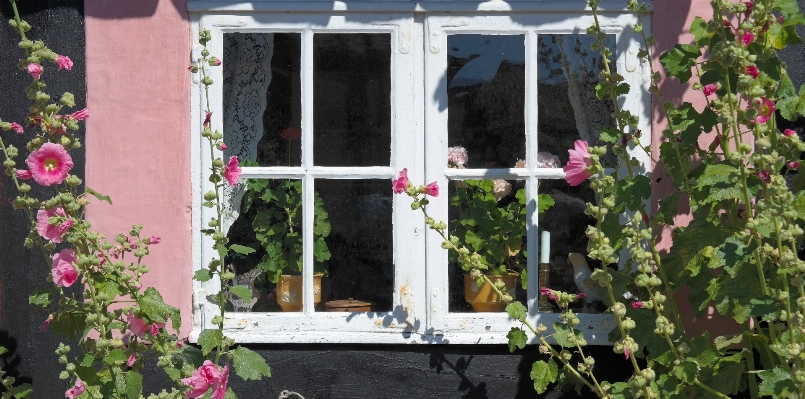 Foto Casa fiore finestra vecchio