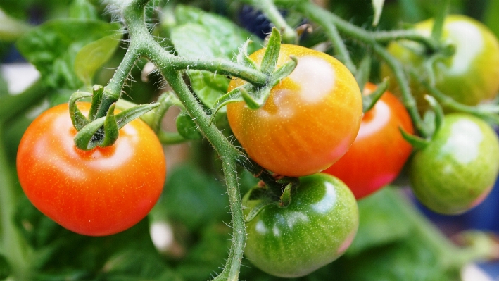 Nature growth plant fruit Photo