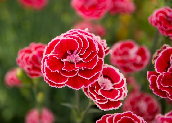 Blossom plant flower petal Photo