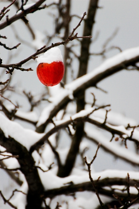 Apple albero natura ramo