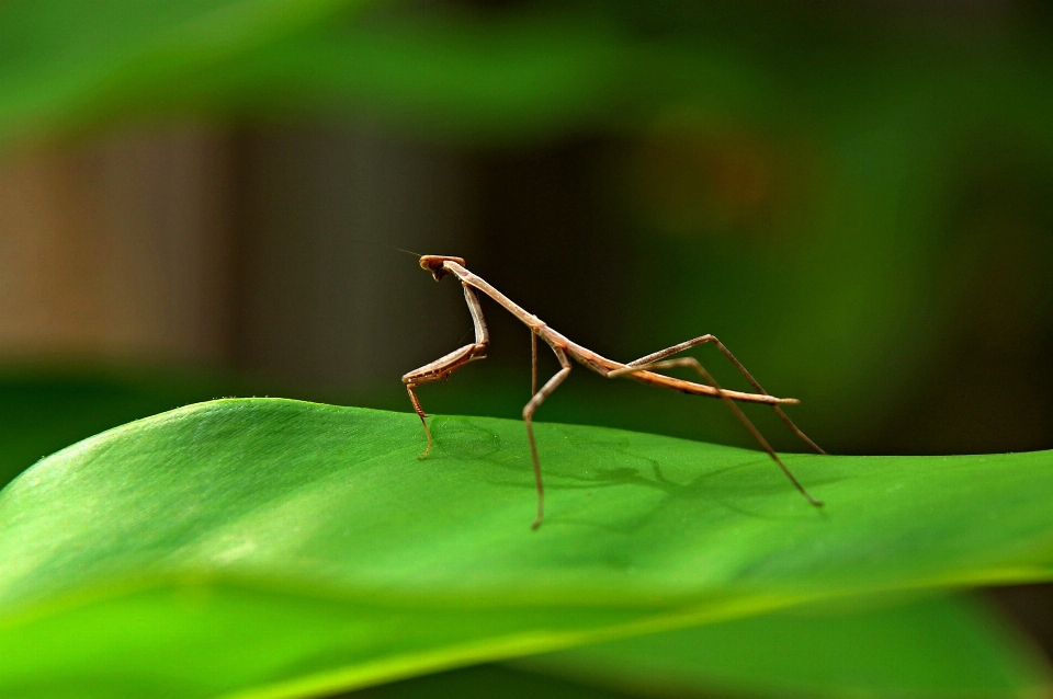 Natura erba fotografia foglia