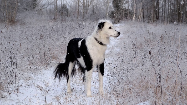 雪 冬 霜 犬 写真