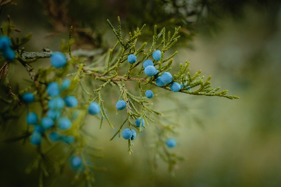 árbol naturaleza rama florecer