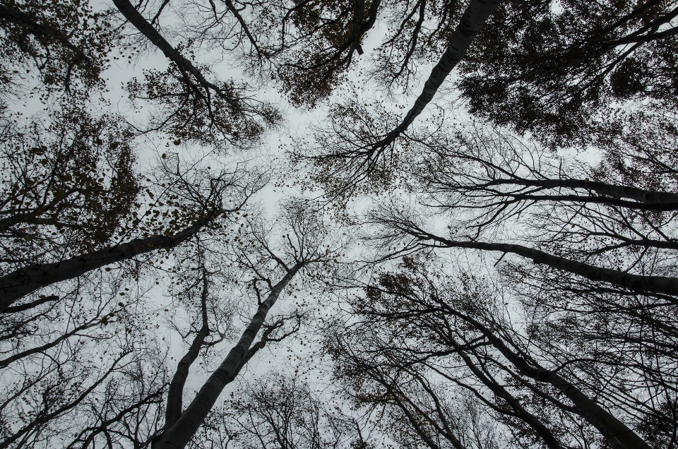 Pohon alam hutan cabang