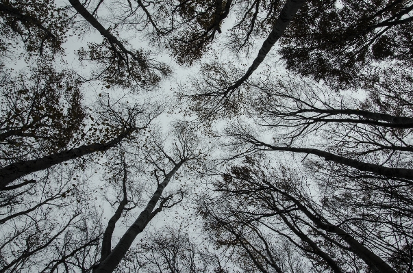 Foto Pohon alam hutan cabang