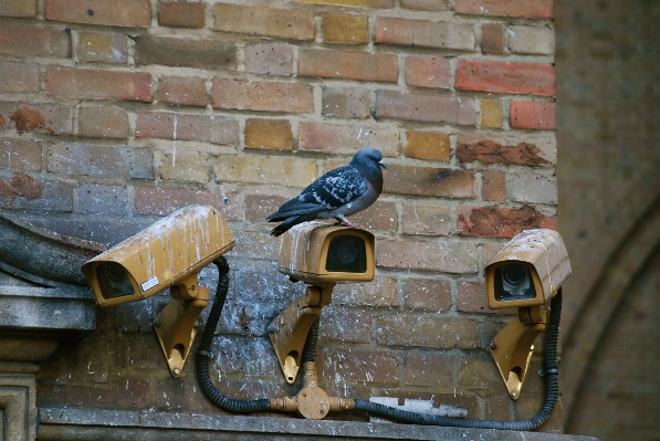 Watch wood camera urban Photo