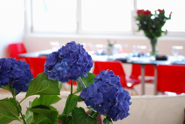 Table plant white flower Photo