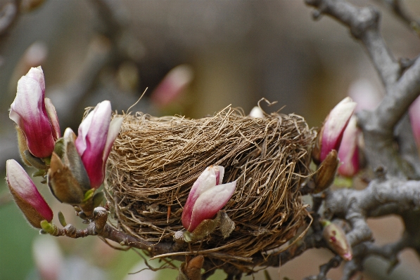 Nature branch blossom bird Photo