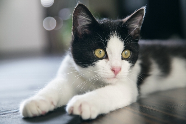 Foto Blanco lindo mascota relajarse