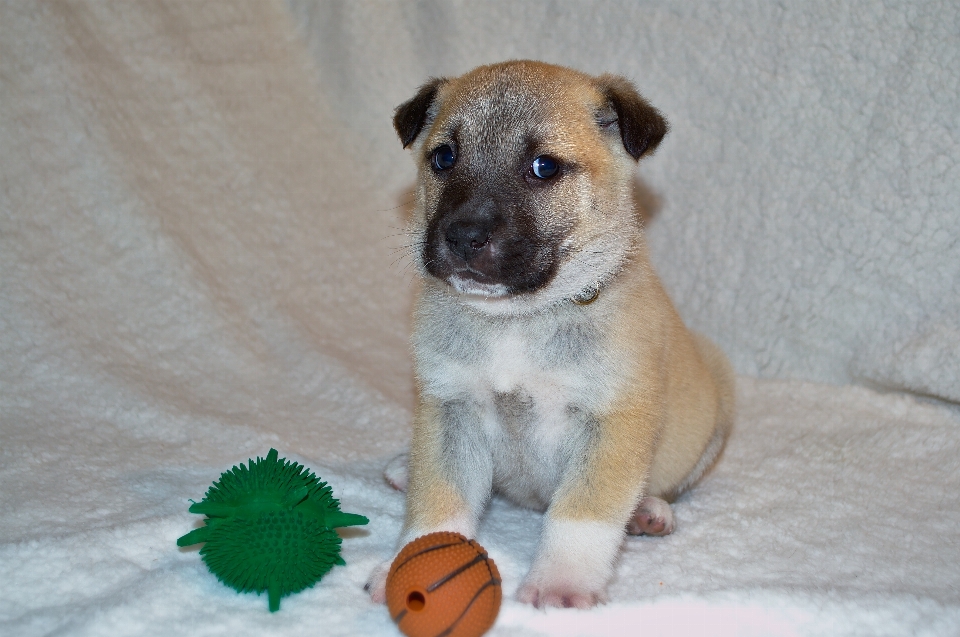 Welpe hund tier säugetier