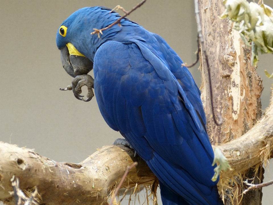 Vogel flügel tier tierwelt