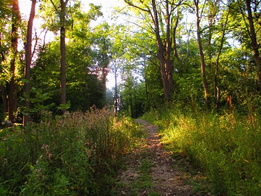 Landscape tree nature forest Photo