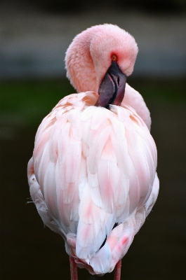 Foto Pájaro ala animal pico