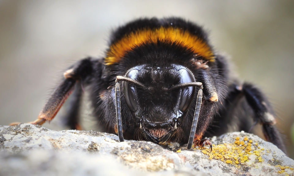 Animais selvagens inseto fauna invertebrado