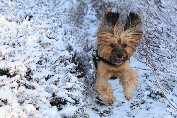 Nature snow cold winter Photo