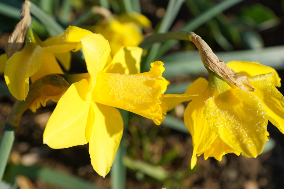 Natur anlage blatt blume