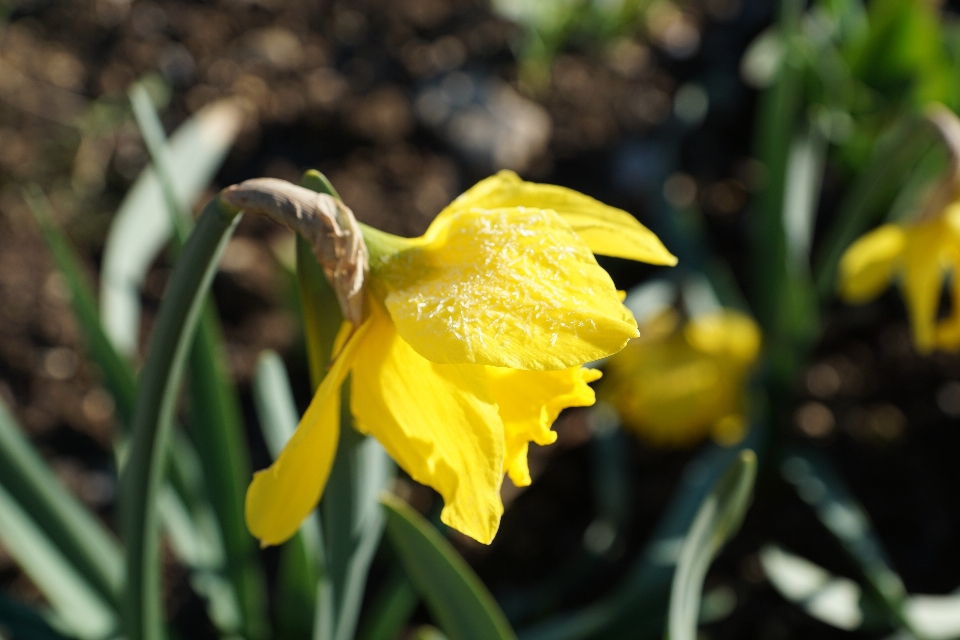 Natura pianta fiore ghiaccio