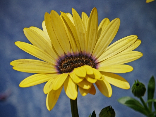 Photo Nature fleurir usine fleur