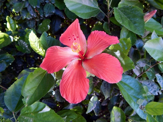 Plant leaf flower petal Photo