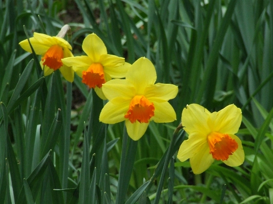 Plant meadow flower daffodils Photo