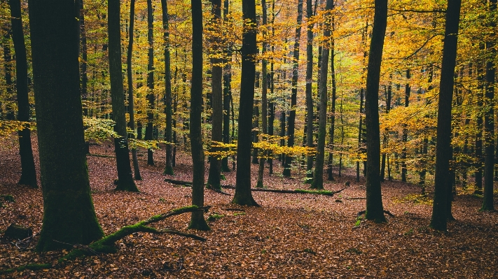 Tree nature forest branch Photo