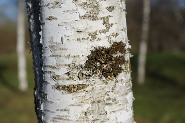 Tree nature branch plant Photo