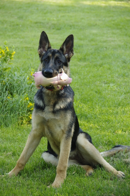 犬 動物 若い 哺乳類