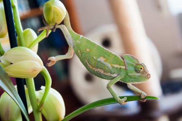 自然 植物 花 動物 写真