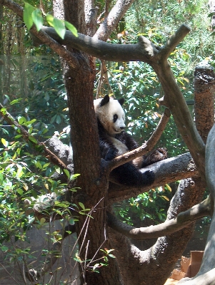 Tree nature branch animal Photo