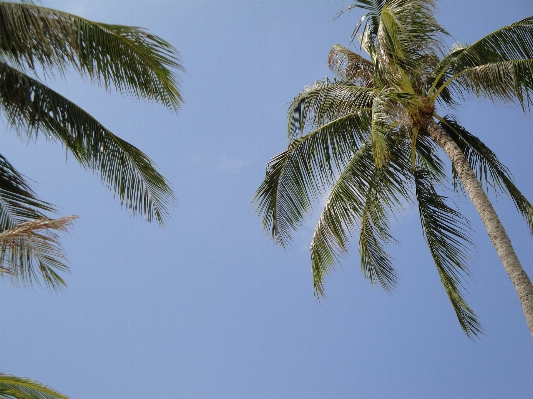 Foto Praia costa árvore água