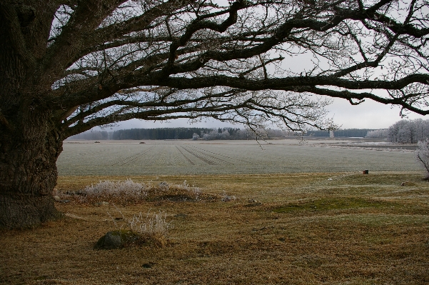 Photo Paysage arbre nature herbe