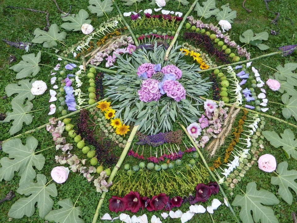 自然 花 神秘 夏天