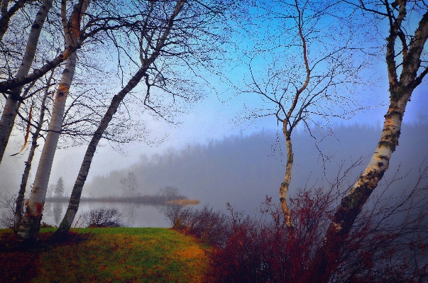 Landscape tree nature forest Photo