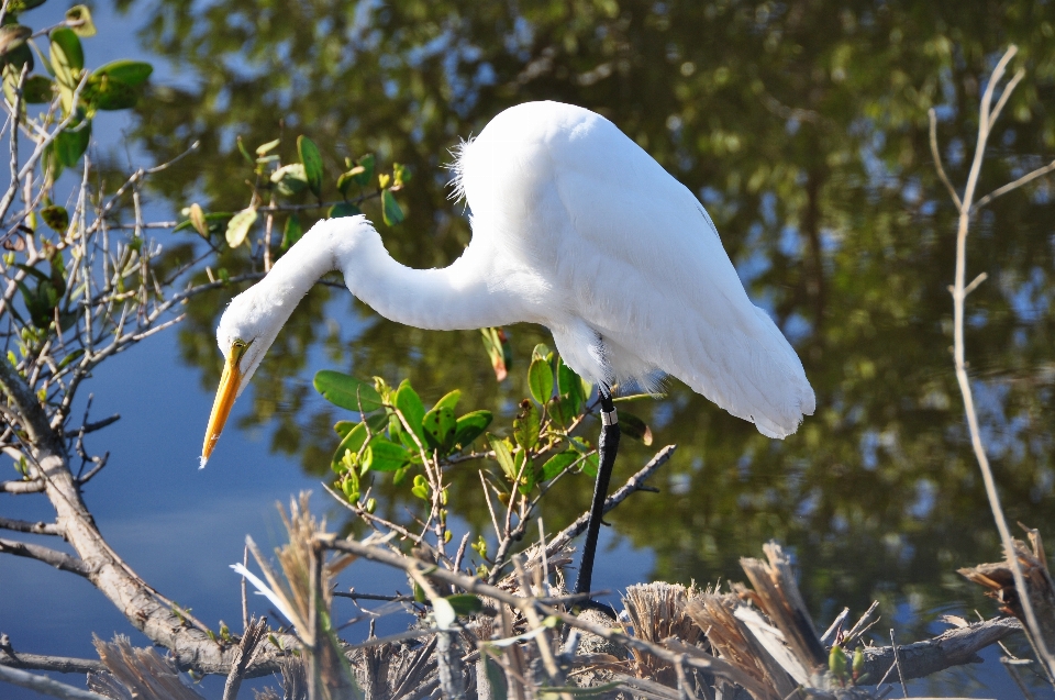 Eau nature oiseau aile