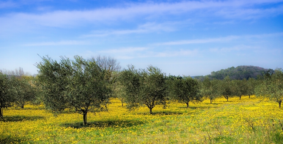 Krajobraz drzewo natura trawa