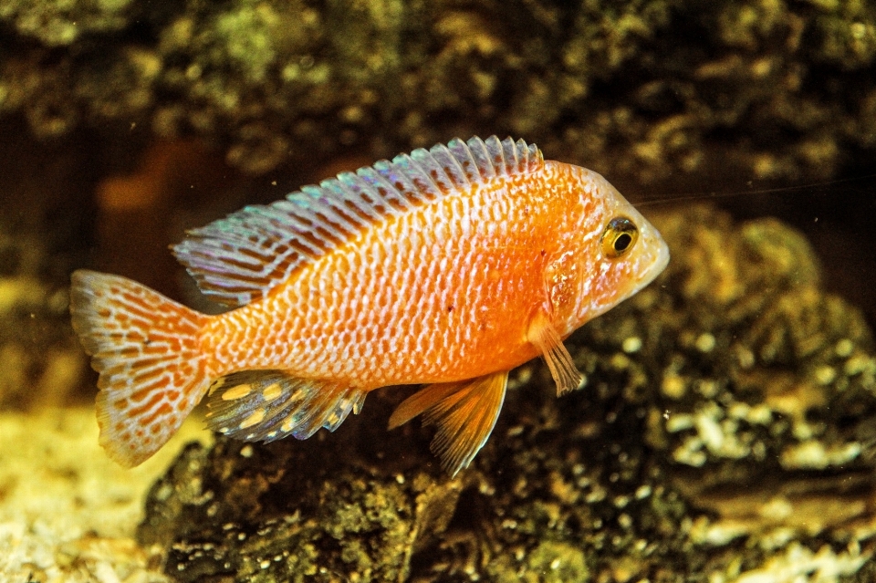 野生动物 水下 生物学 栖息