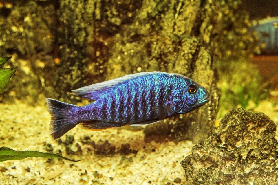 Wildlife underwater biology perch