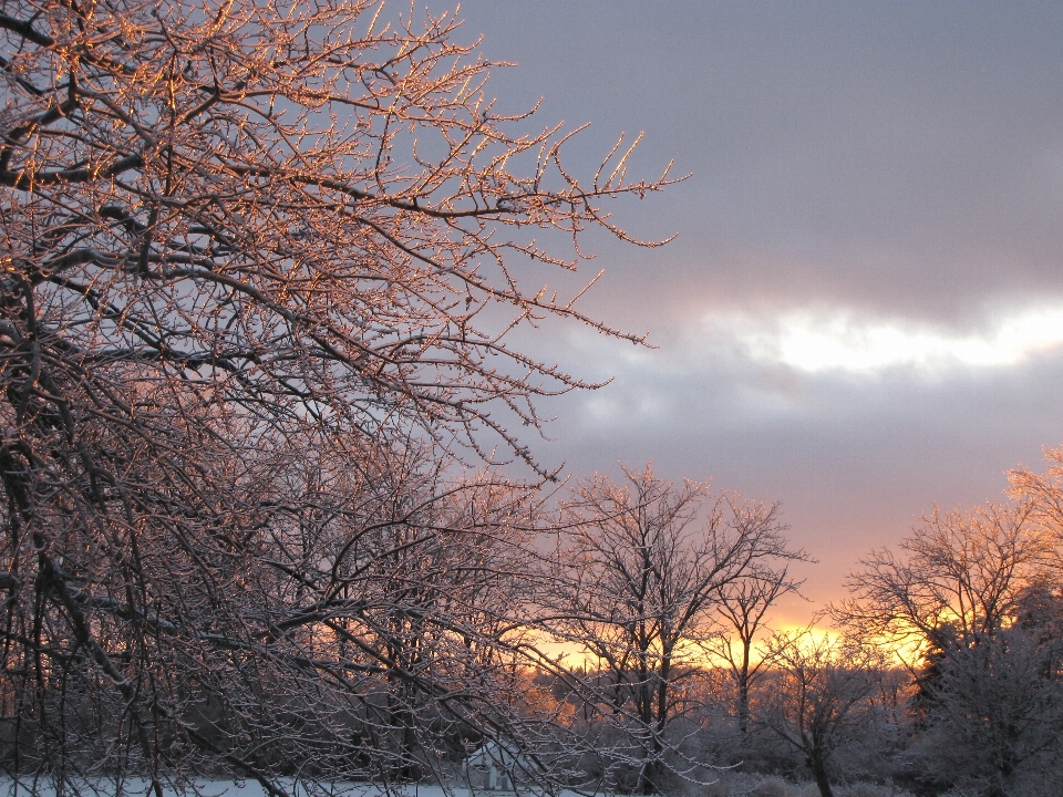 Albero natura ramo nevicare