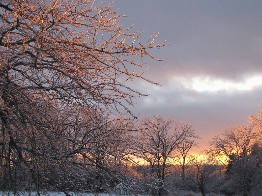 木 自然 ブランチ 雪 写真