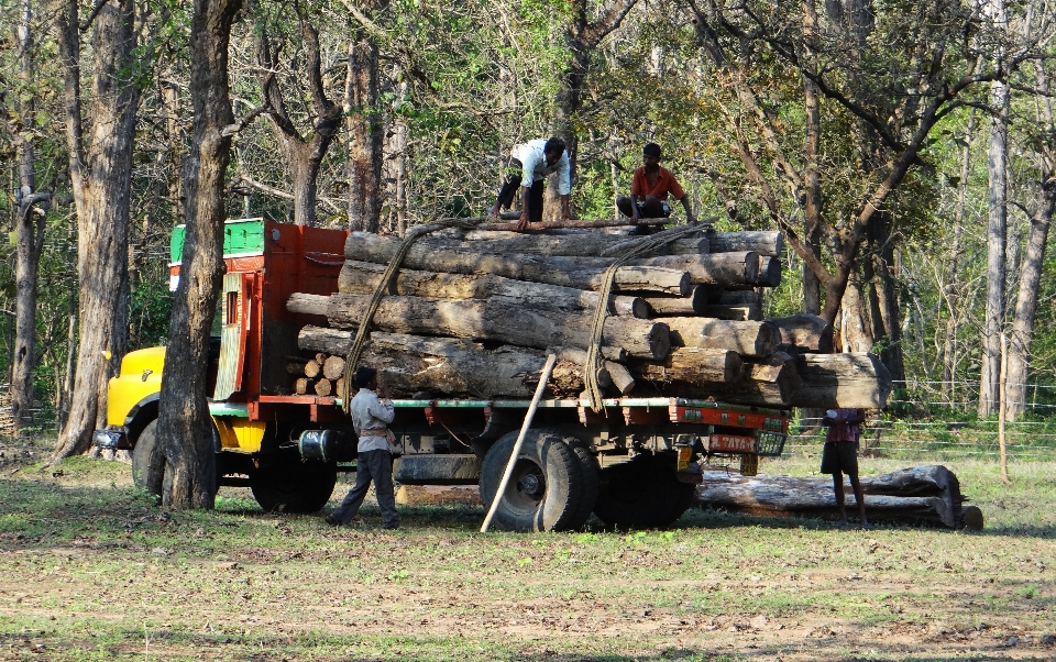 Baum wald holz heu