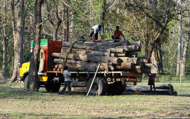 Tree forest wood hay Photo